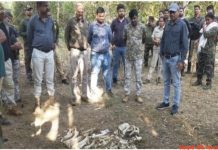 बाघिन के मिले अवशेष