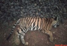 ट्रेन की टक्कर में बाघ की मौत
