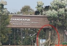 वन अकादमी प्रवेशव्दार पर सौंदर्यीकरण के मजबूती का प्रदर्शन