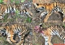 महाराष्ट्र राज्य में 3 वर्ष में 91 तो चंद्रपुर जिले में 48 बाघो की मौत