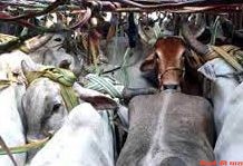 गोवंश तस्करी में 15 लाख 50 हजार का मुद्देमाल जप्त