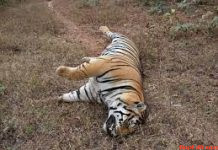 कुए में मिला बाघ का शव