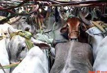 57 गोवंश तस्करी में 16 लाख का मुद्देमाल जप्त