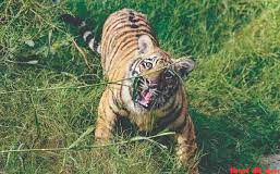 बाघ के हमले में 33 वर्षीय महिला की मौत
