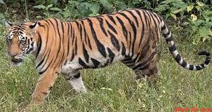 बाघ के हमले में व्यक्ती की मौत