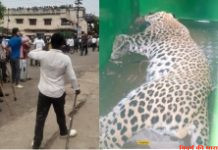 बिनबा गेट परिसर से तेंदुआ जेलबंद