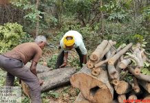 वृक्ष कटाई पर रोक लगाकर नागपुर उच्च न्यायालय ने लगाई फटकार