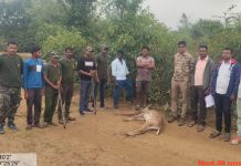 हिरण का शिकार मामले में एक आरोपी गिरफ्तार