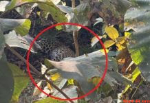 भीषण दुर्घटना में तेंदुए की मौत