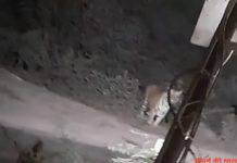 नांदगांव खदान में बाघ के दर्शन