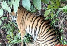 ट्रेन की टक्कर में बाघीन की मौत