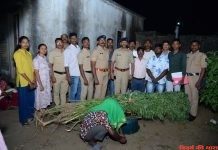 23 किलों 910 ग्राम गांजे के साथ आरोपी गिरफ्तार