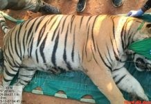 दहशत फैलाने वाला बाघ जेलबंद