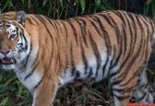 बाघ के हमले में चरवाहे की मौत