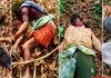 बाघ का शिकार बनी तेंदुपत्ता तोडने गयी चार महिला