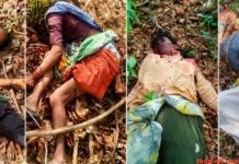 बाघ का शिकार बनी तेंदुपत्ता तोडने गयी चार महिला